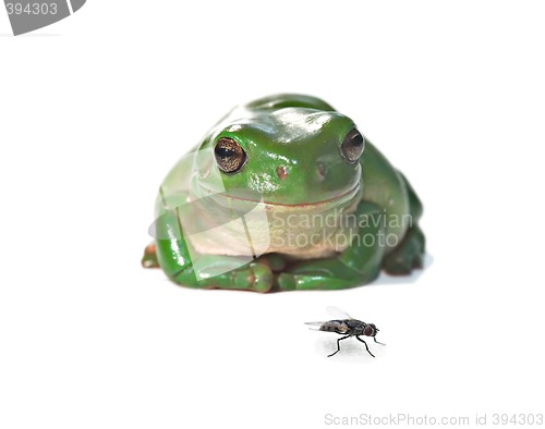 Image of tree frog and fly