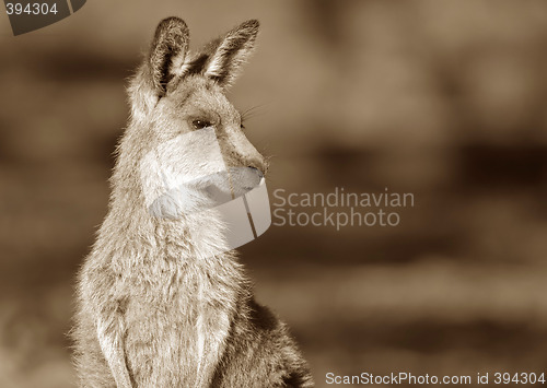 Image of eastern grey kangaroo sepia