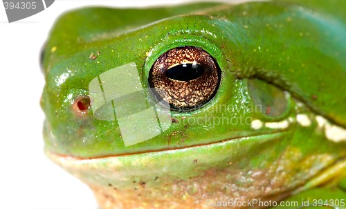 Image of frog closeup