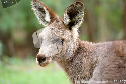 Image of eastern grey kangaroo