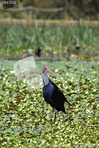 Image of water hen in wetlands