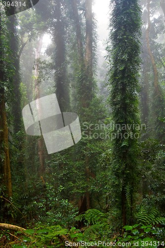 Image of rain forest
