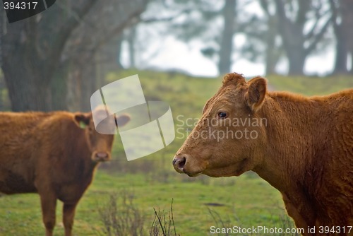 Image of cows in the fog