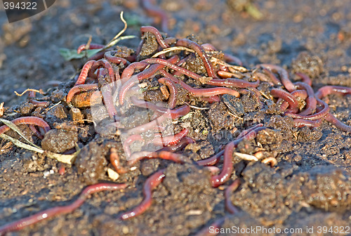 Image of garden worms