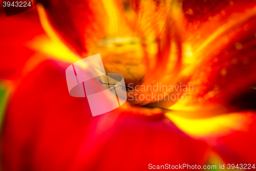 Image of Cloudless Sulphur Phoebis Sennae