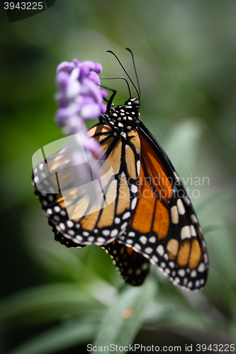 Image of Monarch Danaus Plexippus