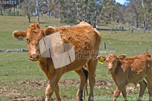 Image of mother cow and calf