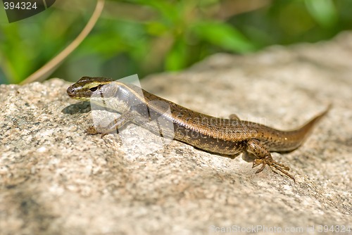 Image of lizard on rock