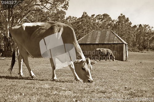 Image of cows in the field