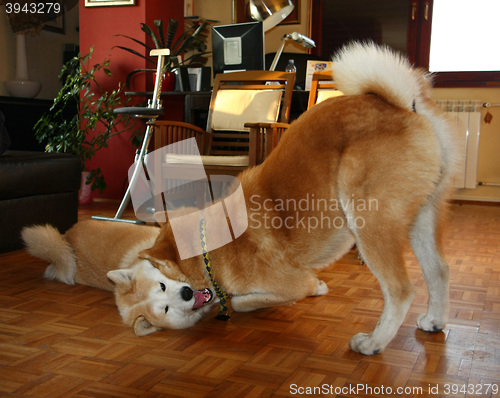 Image of Akita Inu dogs in the flat