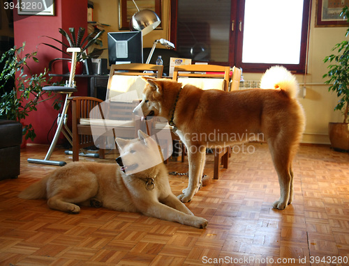 Image of Akita Inu dogs in the flat