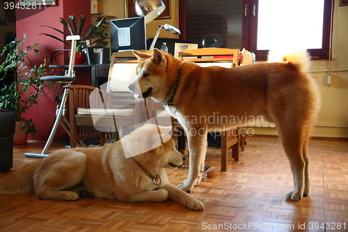 Image of Akita Inu dogs in the flat