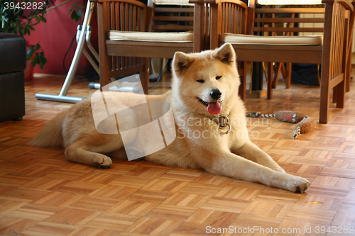 Image of Akita Inu in the flat