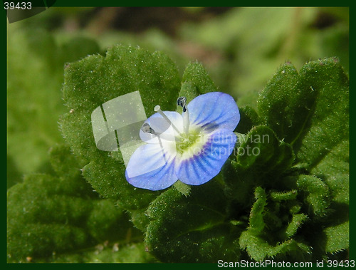 Image of a blue flower