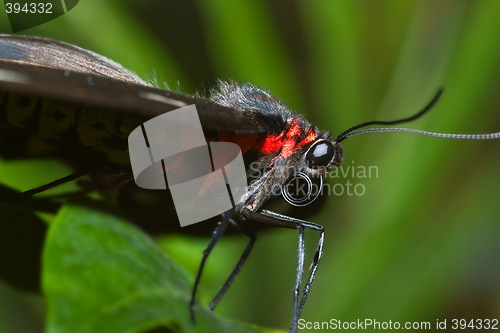 Image of black butterfly macro