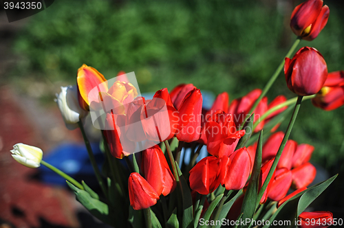 Image of bunch of red tulips
