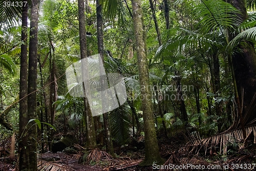 Image of rain forest