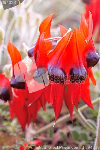 Image of sturts desert pea