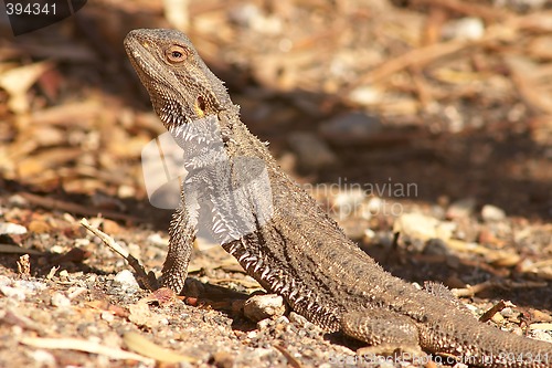 Image of lizard getting warm