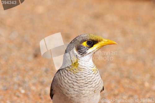 Image of noisy miner