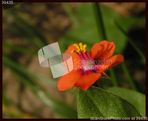 Image of a flower