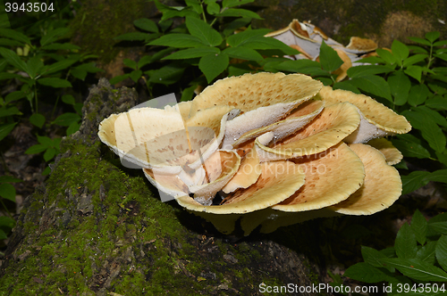 Image of Mushroom Polyporus squamosus, growing on a tree (Polyporus Squamosus)