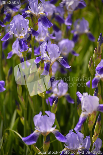 Image of Blooming iris spring