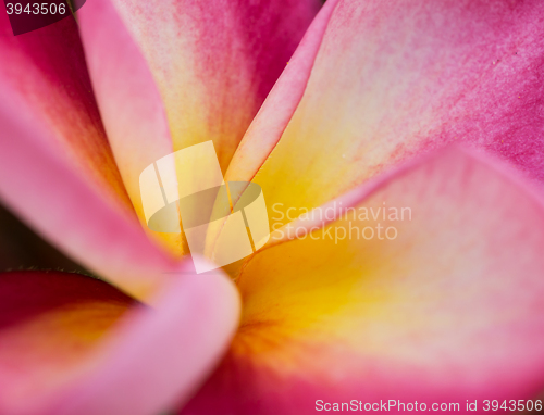 Image of Plumeria or Frangipani