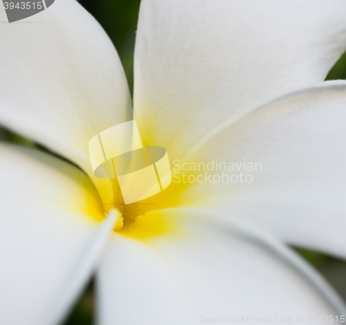 Image of Plumeria or Frangipani