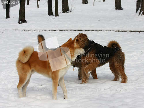 Image of Dogs enjoying on the snow