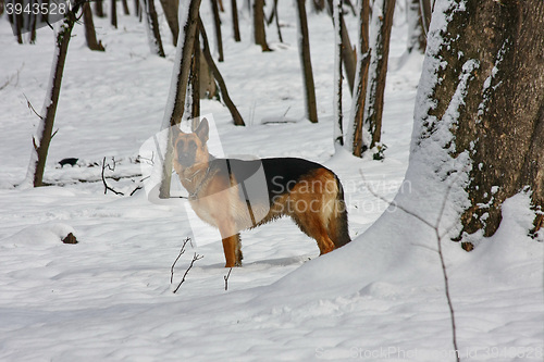 Image of Beautiful German Shepherd posing  in the forest