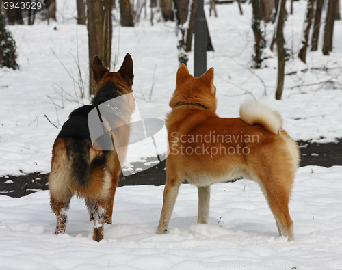 Image of Fellows in public park