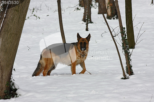 Image of Beautiful German Shepherd in the forest