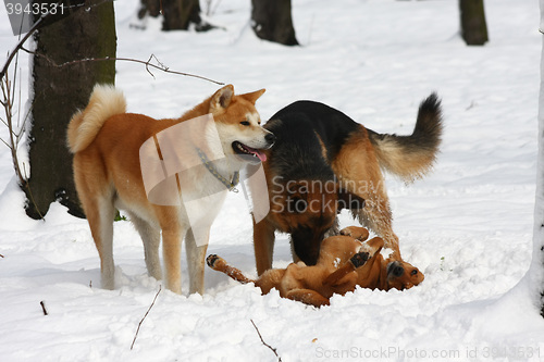 Image of Dogs playing in the snow