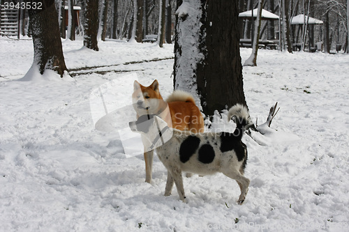 Image of Dogs enjoying on the snow