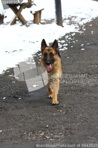 Image of Beautiful German Shepherd walking  in the forest