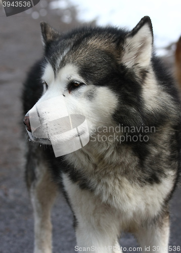 Image of  Portrait of Alaskan Malamute