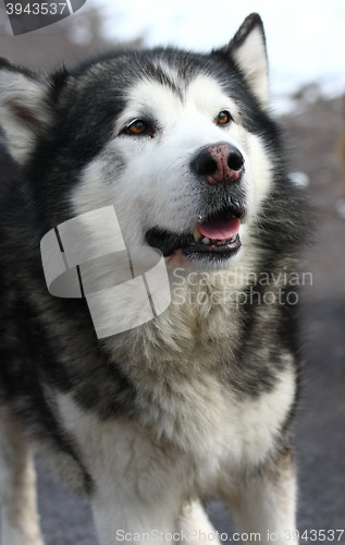 Image of Portrait of Alaskan Malamute