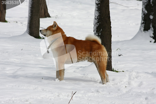 Image of Gorgeus dog posing in the forest