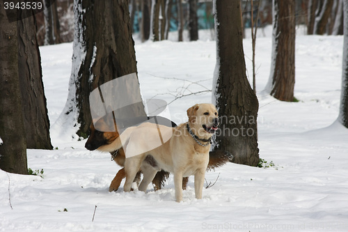 Image of  German Sheperd and Labrador Retreiver