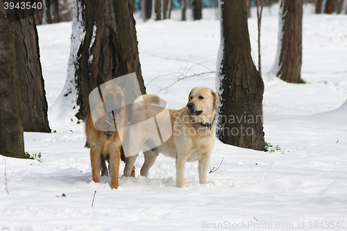 Image of  German Sheperd and Labrador Retreiver