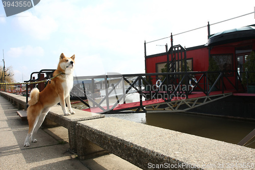 Image of Akita Inu on the riverbank