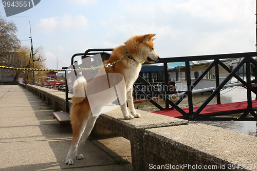 Image of Akita Inu on the riverbank