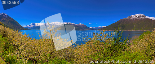 Image of Hardangerfjord in Norway