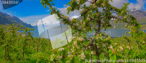 Image of Hardangerfjord in Norway