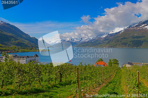 Image of Hardangerfjord in Norway