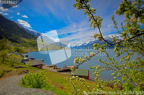 Image of Hardangerfjord in Norway