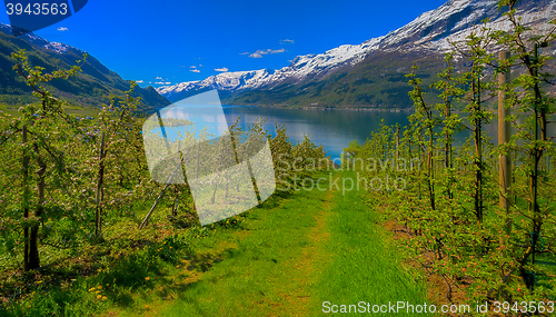 Image of Hardangerfjord in Norway