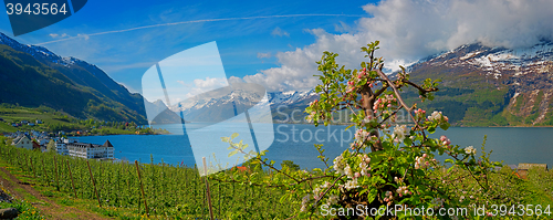 Image of Hardangerfjord in Norway