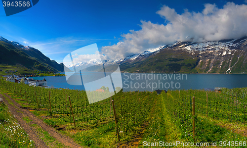 Image of Hardangerfjord in Norway